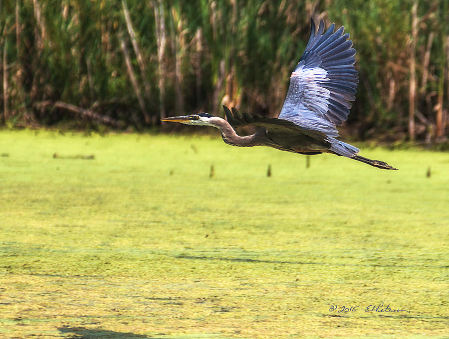 Great Blue Heron In Flight #4 Photograph by Ed Peterson