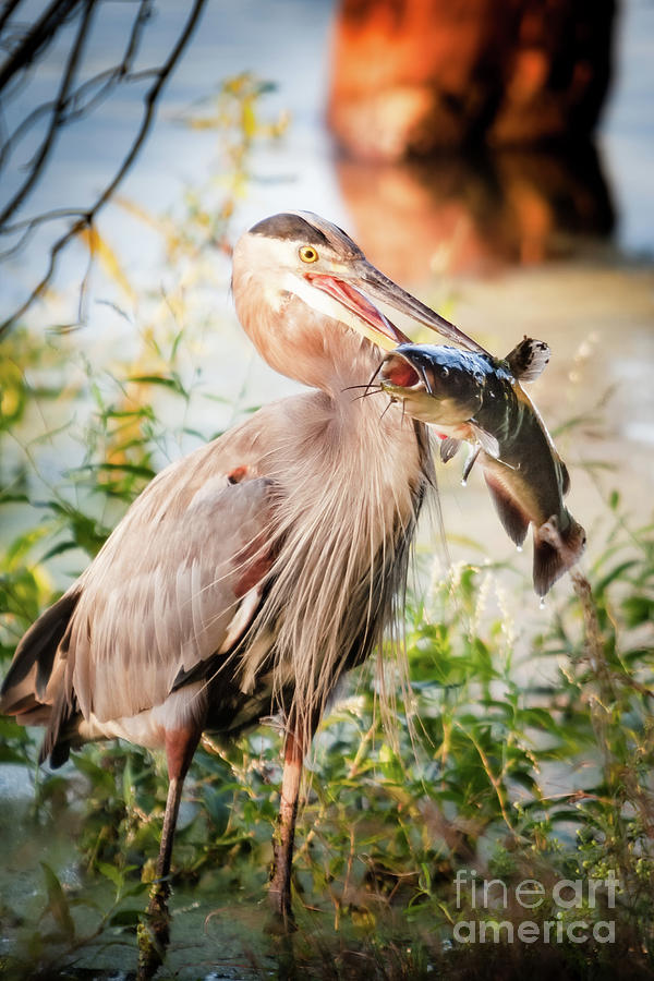 Nature Photograph - Great Blue Heron #4 by Michael McStamp