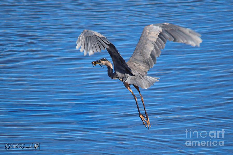 Great Blue Heron with Frog in Flight #1 Photograph by J McCombie