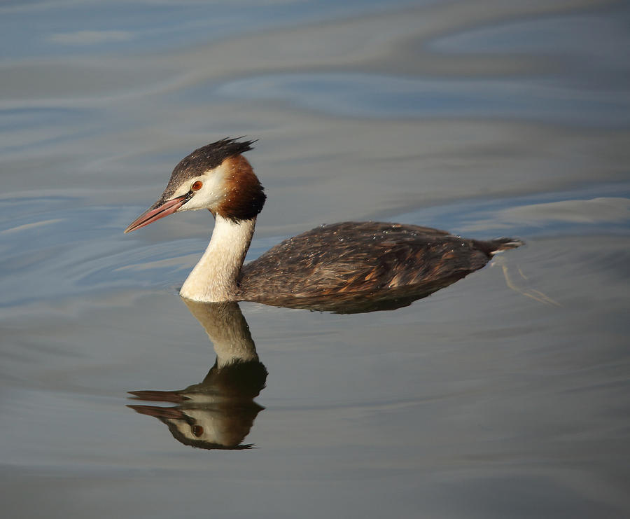 Great Crested Grebe #5 Photograph by Maria Gaellman