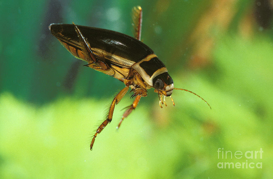 Great Diving Beetle #4 Photograph by Gerard Lacz