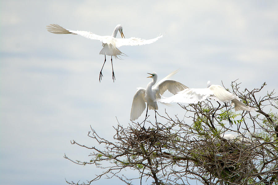 Egret Photograph - Great Egrets Nesting And Mating #4 by Roy Williams