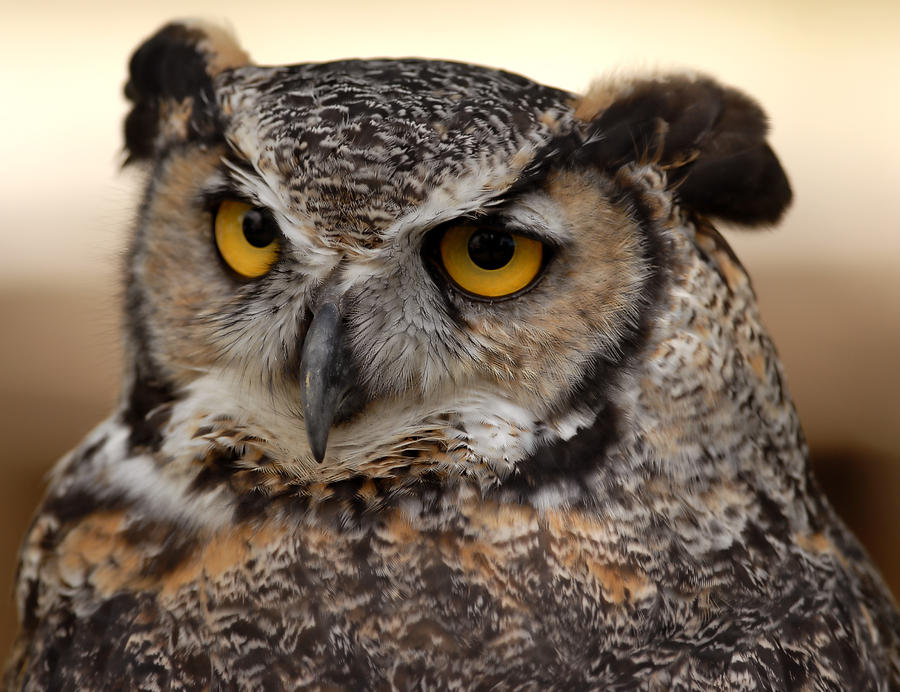 Great Horned Owl #4 Photograph by JT Lewis