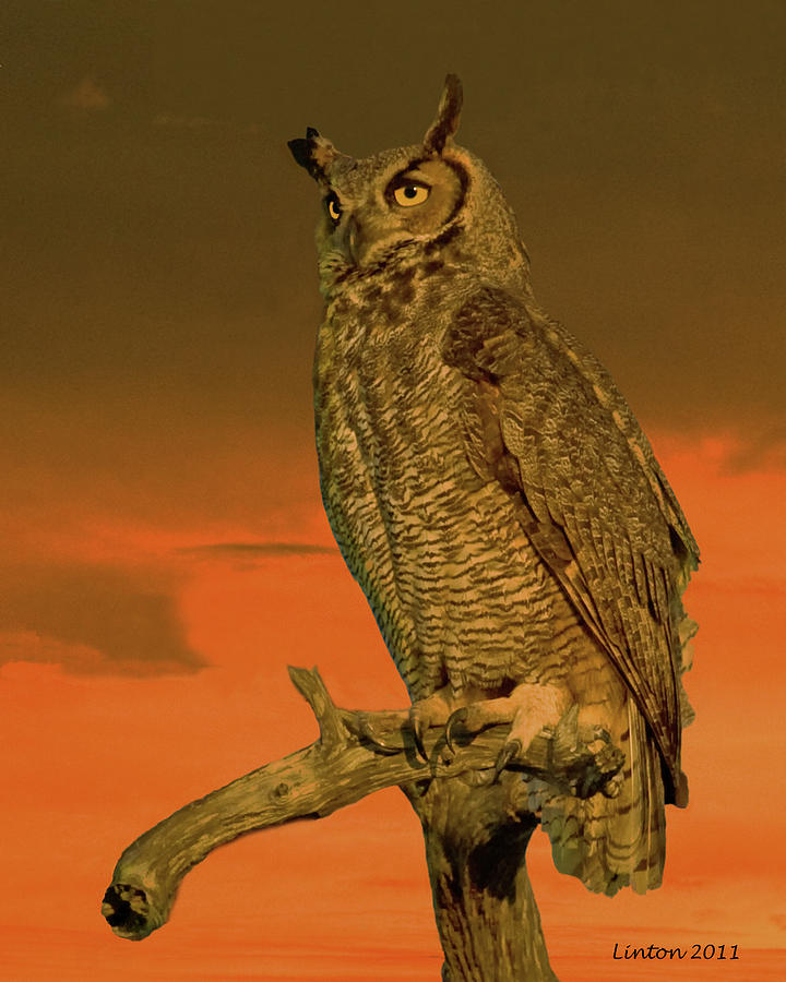 Great Horned Owl #4 Photograph by Larry Linton