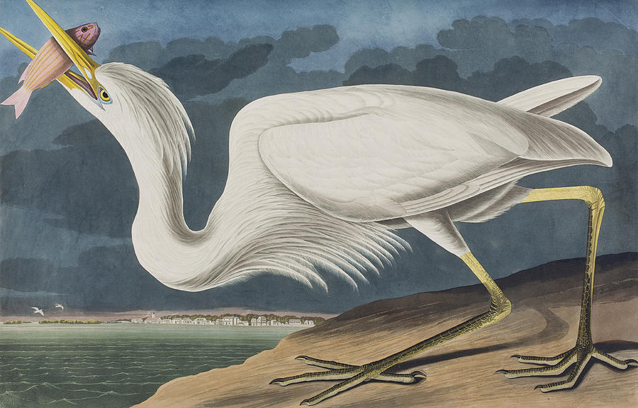 John James Audubon Painting - Great White Heron by John James Audubon