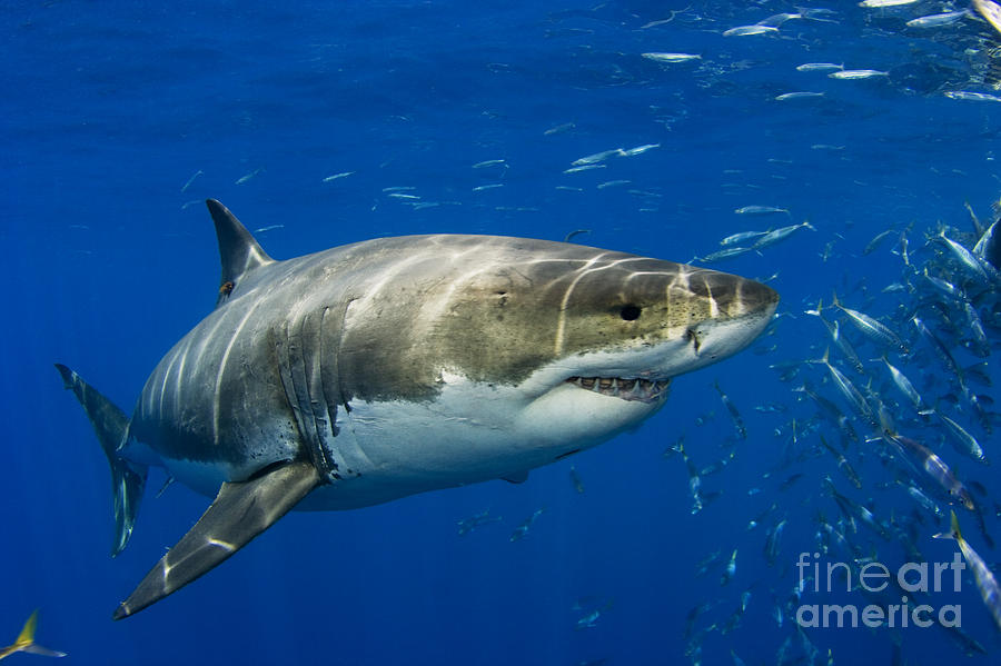 Great White Shark #4 Photograph by Dave Fleetham - Printscapes