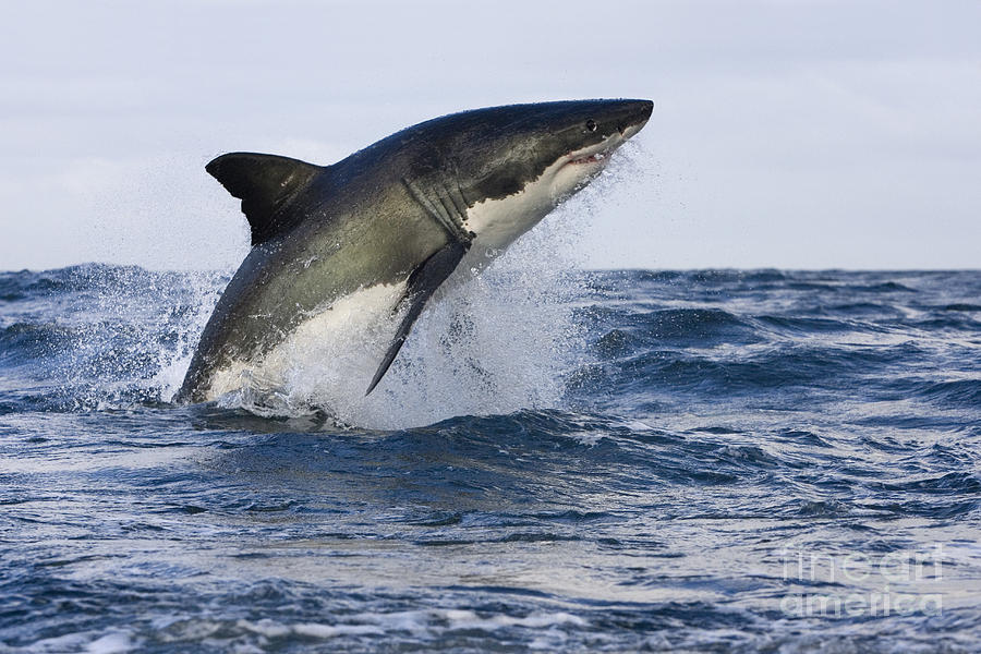 Great White Shark #4 Photograph by Jean-Louis Klein & Marie-Luce Hubert
