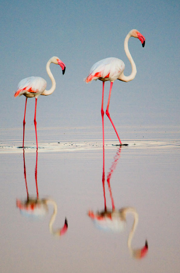 Flamingo Photograph - Greater Flamingos Phoenicopterus Roseus #4 by Panoramic Images
