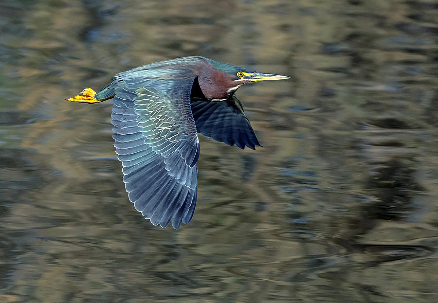 Green Heron in Flight #4 Photograph by Tam Ryan