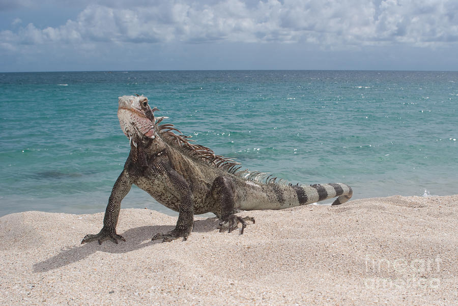 Green Iguana on the beach #4 Photograph by Anthony Totah