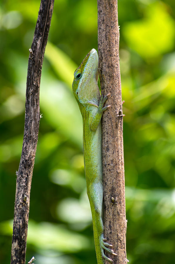Green Lizard Photograph