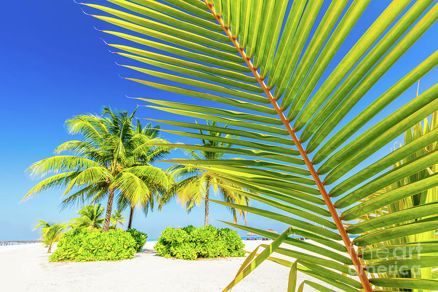 Green palm tree on tropical beach in Maldives Photograph by Michal ...