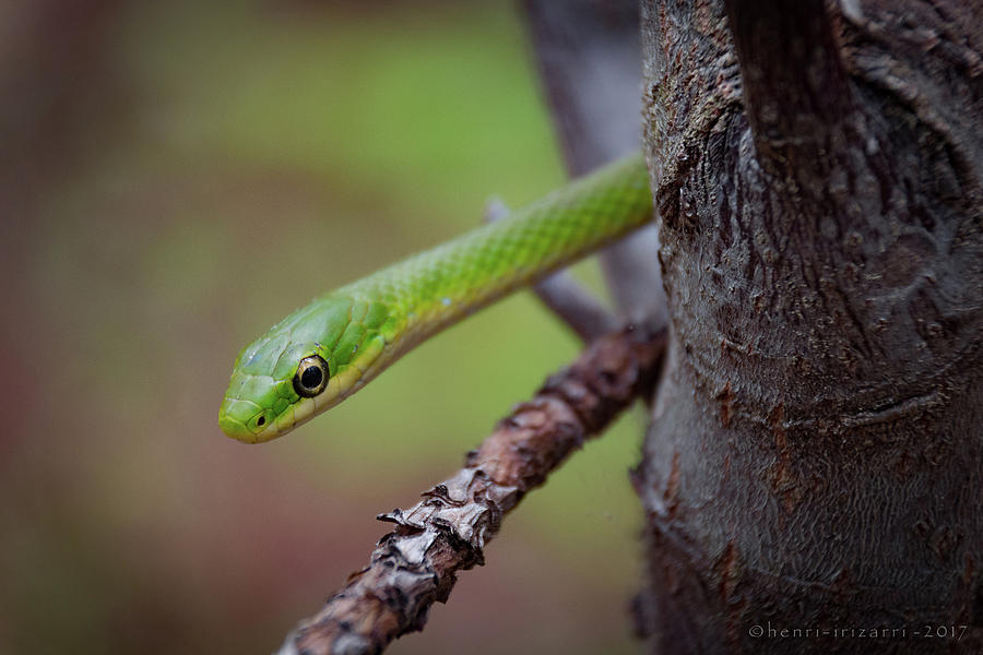 Green Snake #4 Photograph by Henri Irizarri