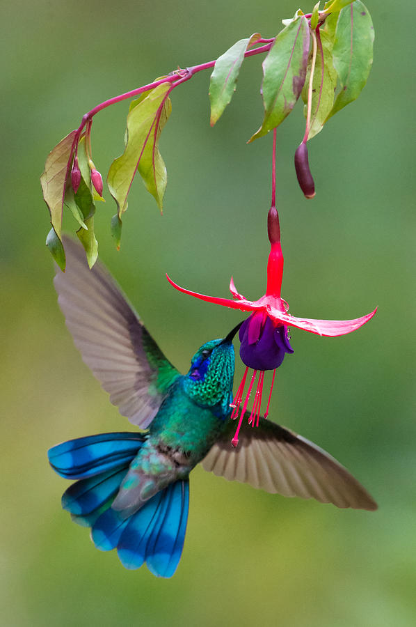 Green Violetear Colibri Thalassinus #4 Photograph by Panoramic Images