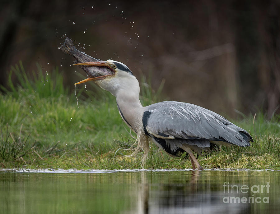 Grey Heron Trout Fishing #4 Photograph by Keith Thorburn LRPS EFIAP CPAGB