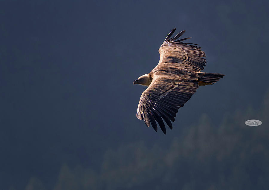 Griffon vulture flying, Drome provencale, France #4 Photograph by Elenarts - Elena Duvernay photo