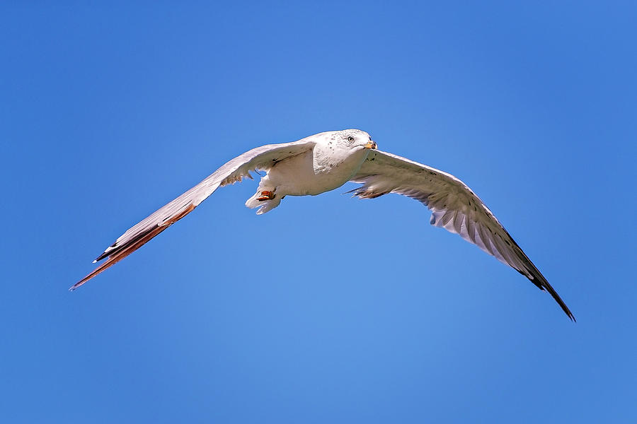Gull in flight #4 Photograph by Peter Lakomy