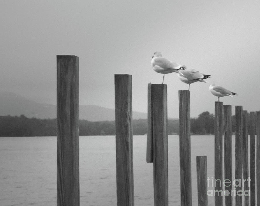 4 Gulls Photograph by Mim White