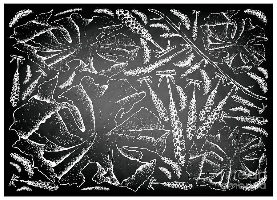 Hand Drawn Of Sea Vegetables Or Seaweed On Chalkboard Drawing