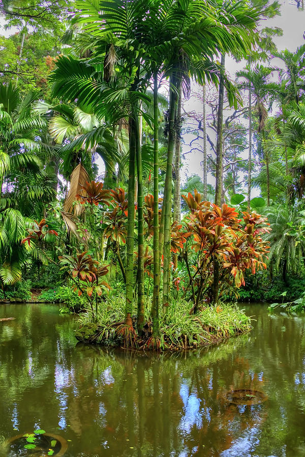 Hawaii Botanical Garden #5 Photograph by Joe  Palermo