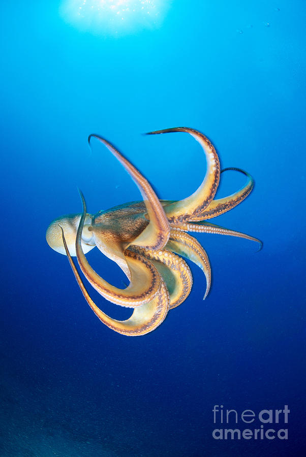 Hawaii, Day Octopus #4 Photograph by Dave Fleetham - Printscapes