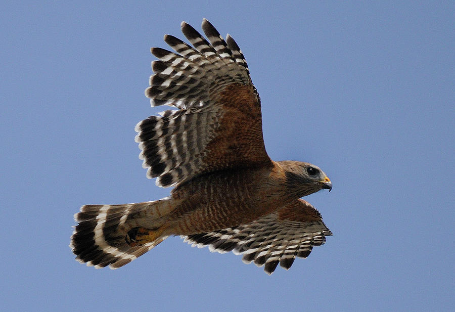 Hawk Flying Photograph by Marc Bittan