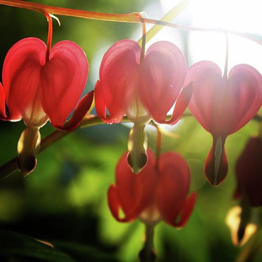 Nature Photograph - 4 Hearts by Justin Connor