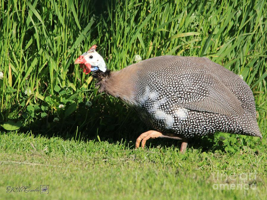 Helmeted Guineafowl #3 Photograph by J McCombie