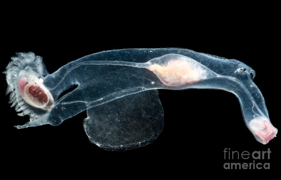 Heteropod Mollusk #4 Photograph by Dant Fenolio
