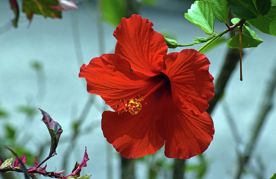 Hibiscus #4 Photograph by Larah McElroy