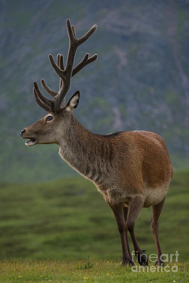 Highland Deer Photograph