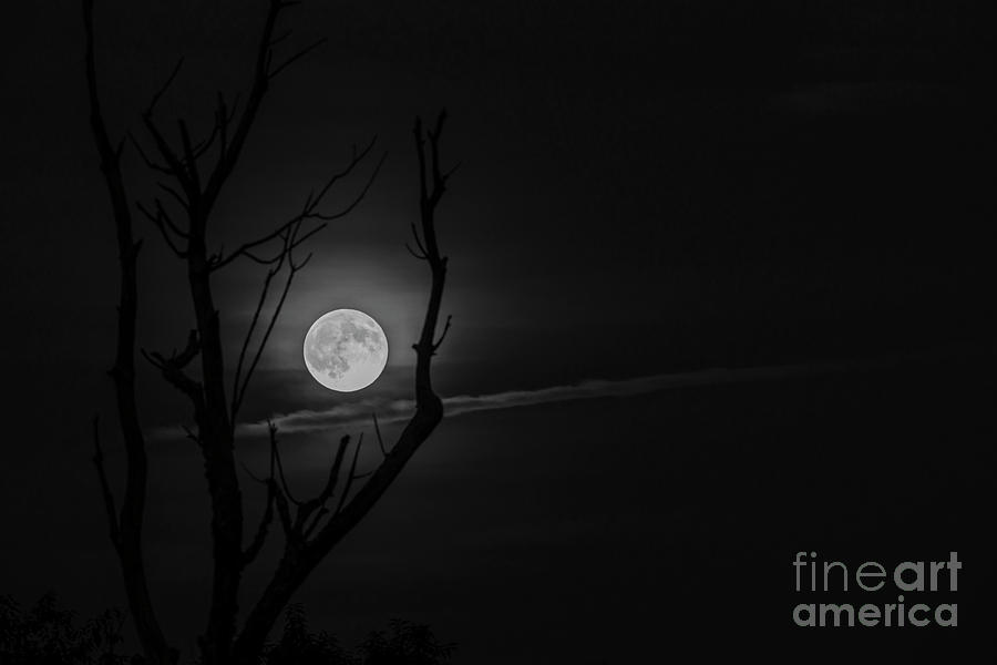 Highland Moon  #4 Photograph by Thomas R Fletcher