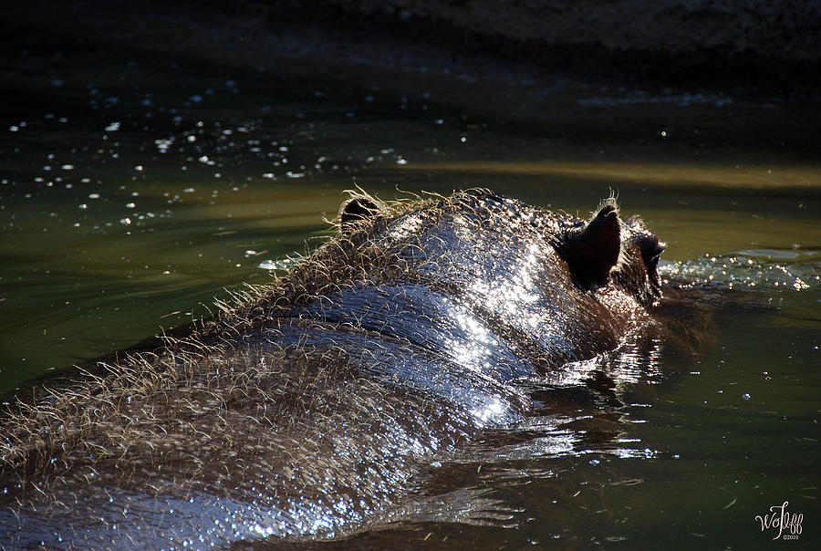 Hippopotamus Photograph - Hippo #4 by Thea Wolff