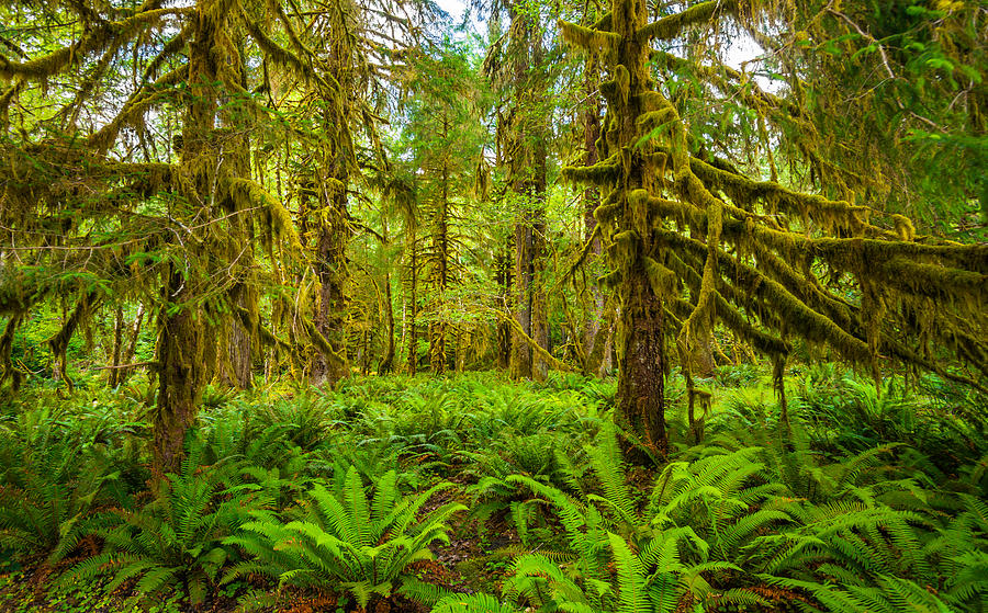 Hoh rain forest #4 Photograph by Asif Islam