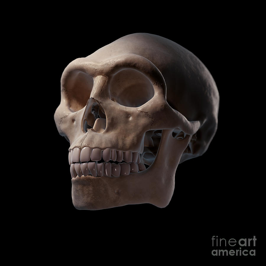 homo erectus skull side view