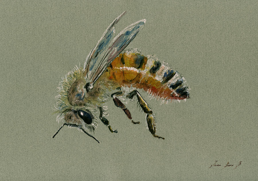 Honey Bee Painting - Honey bee watercolor painting #4 by Juan  Bosco