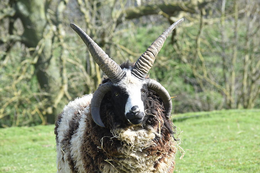 Sheep Photograph - 4-Horned Jacob Sheep by Kristy Blythe.