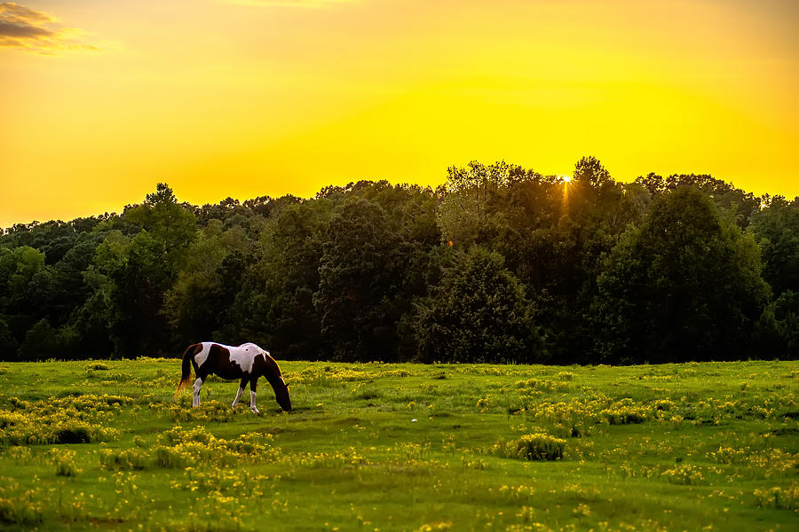 Horse Animal Posing On A Farmland At Sunset #4 Photograph by Alex Grichenko