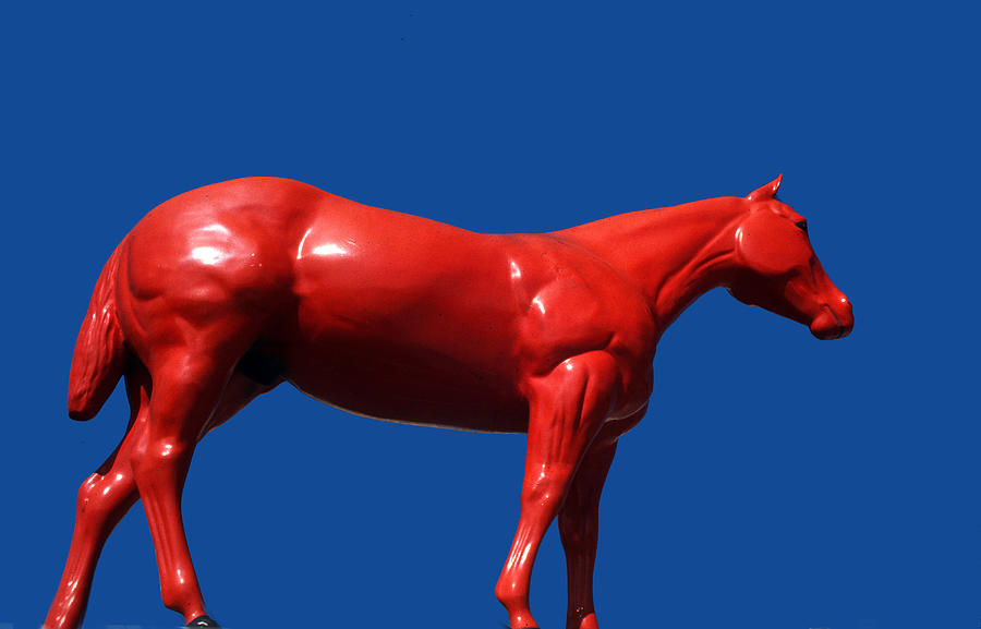Horse Of A Different Color Photograph