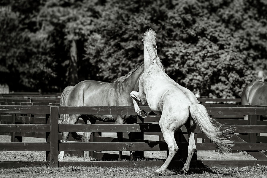 Horses in Hilton Head Island Photograph by Peter Lakomy - Fine Art America