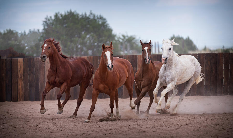 4 Horses Photograph By Steve Gadomski - Fine Art America