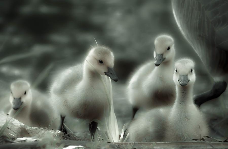 Goose Photograph - 4 Hot Chicks by Abbie Loyd Kern