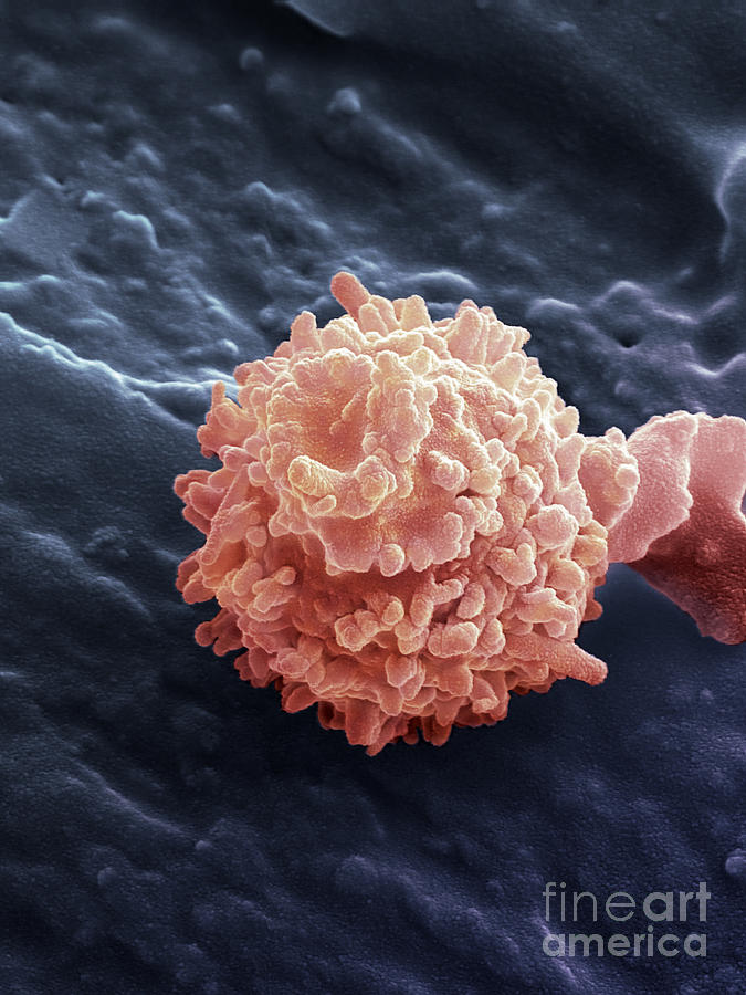 Human Red Blood Cells, Sem #4 Photograph by Ted Kinsman