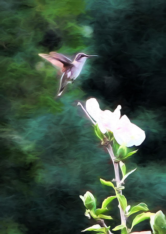 Hummingbird Art #4 Photograph by John Freidenberg