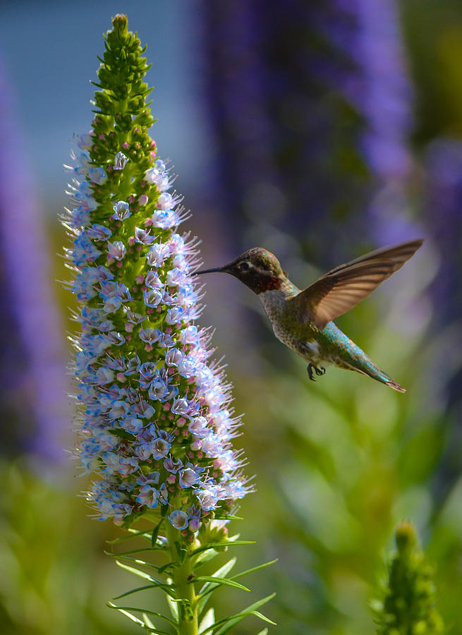 Hummingbird #4 Photograph by Asif Islam