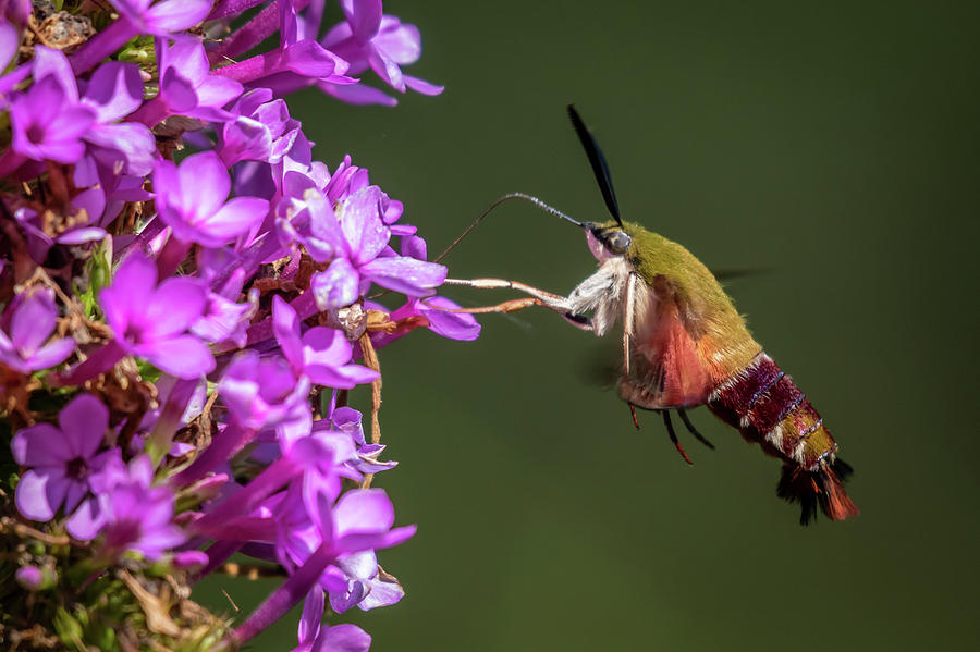 Hummingbird Clearwing Moth  #3 Photograph by Gary E Snyder