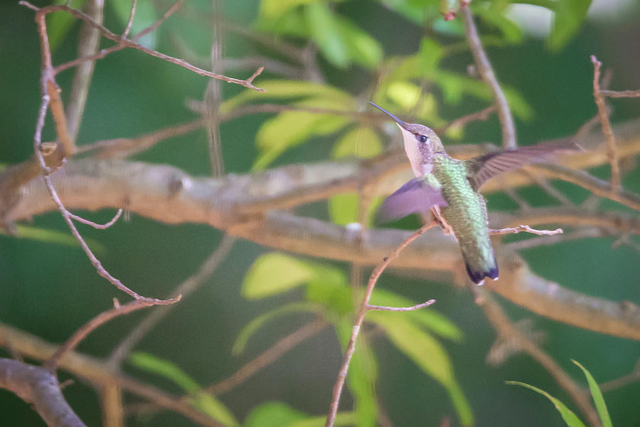 Hummingbird Found In Wild Nature On Sunny Day #4 Photograph by Alex Grichenko
