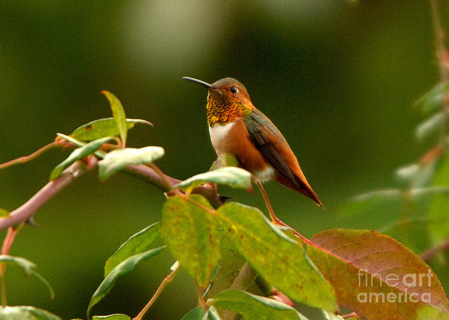 Hummingbird #4 Photograph by Marc Bittan