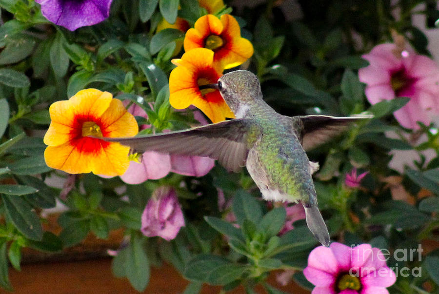 Hummingbird #4 Photograph by SnapHound Photography