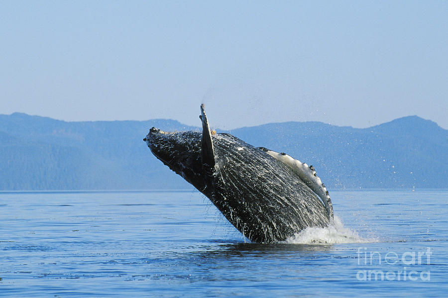 Humpback Whale Breaching #4 Photograph by John Hyde - Printscapes